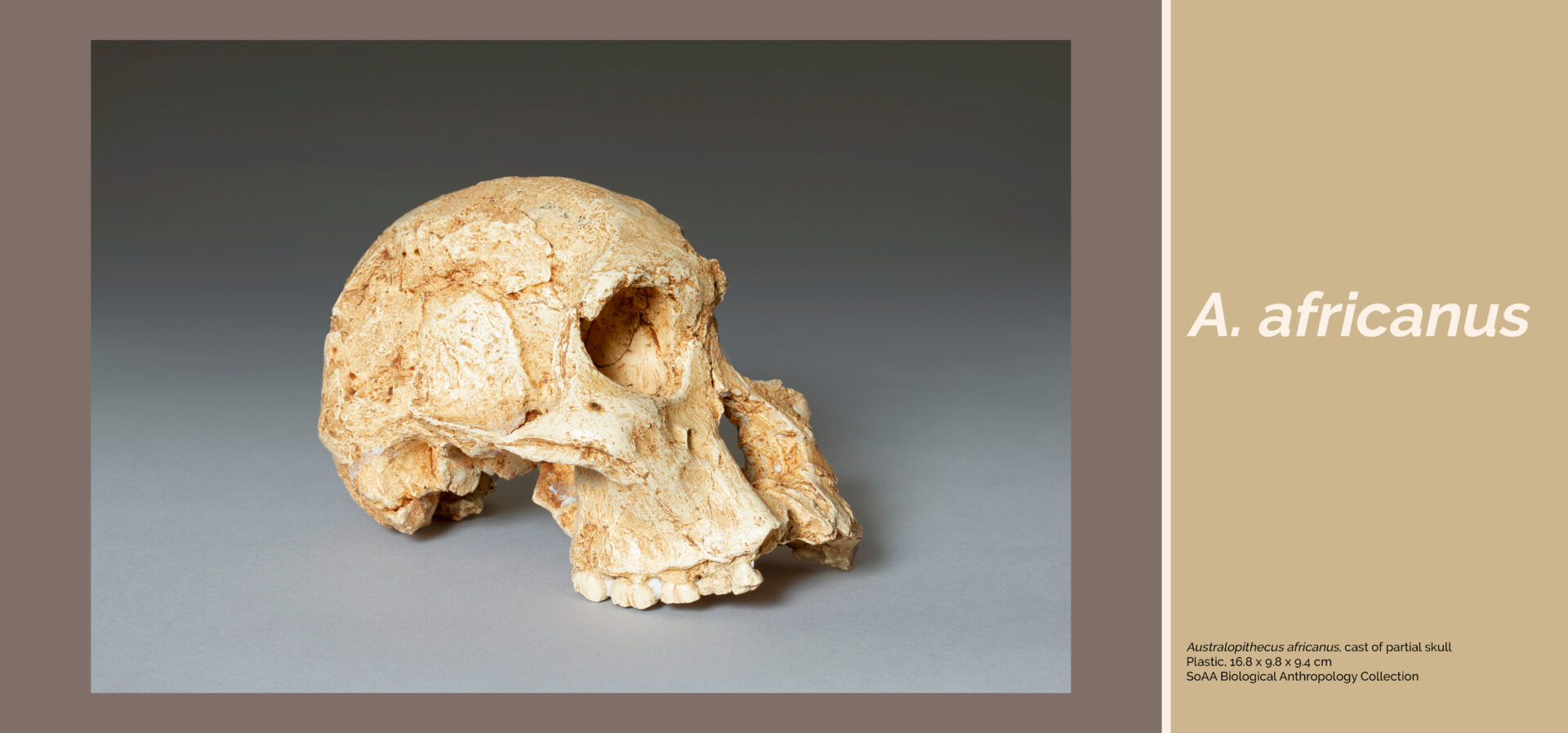 Photograph of a mottled, cream coloured cast of a cranium which is sitting on an angle on a grey background. Caption: "